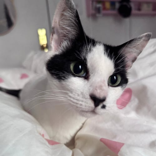 BROCHURE - Domestic Short Hair available for adoption