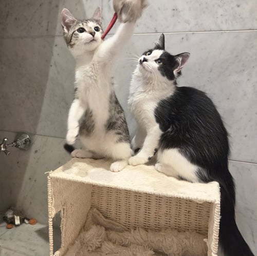 QUARTER & ELBOW - Domestic Medium Hair available for adoption