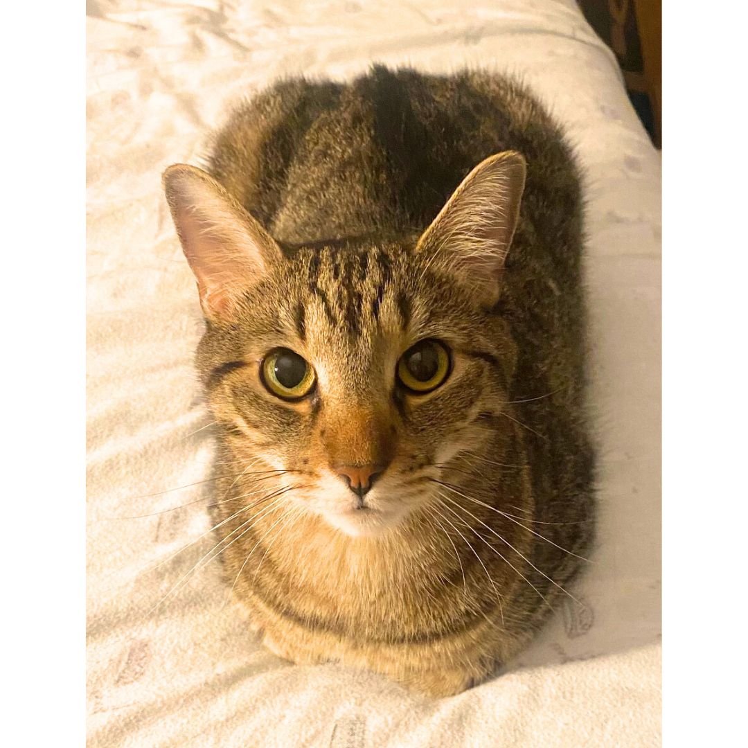 COWBOY BOOTS - Domestic Short Hair available for adoption