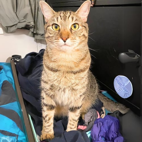 COWBOY BOOTS - Domestic Short Hair available for adoption