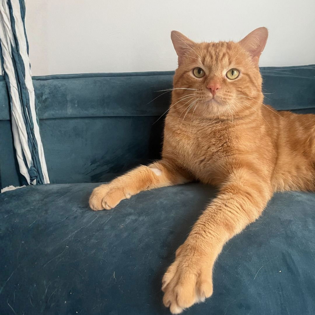 SMURF - Domestic Short Hair available for adoption