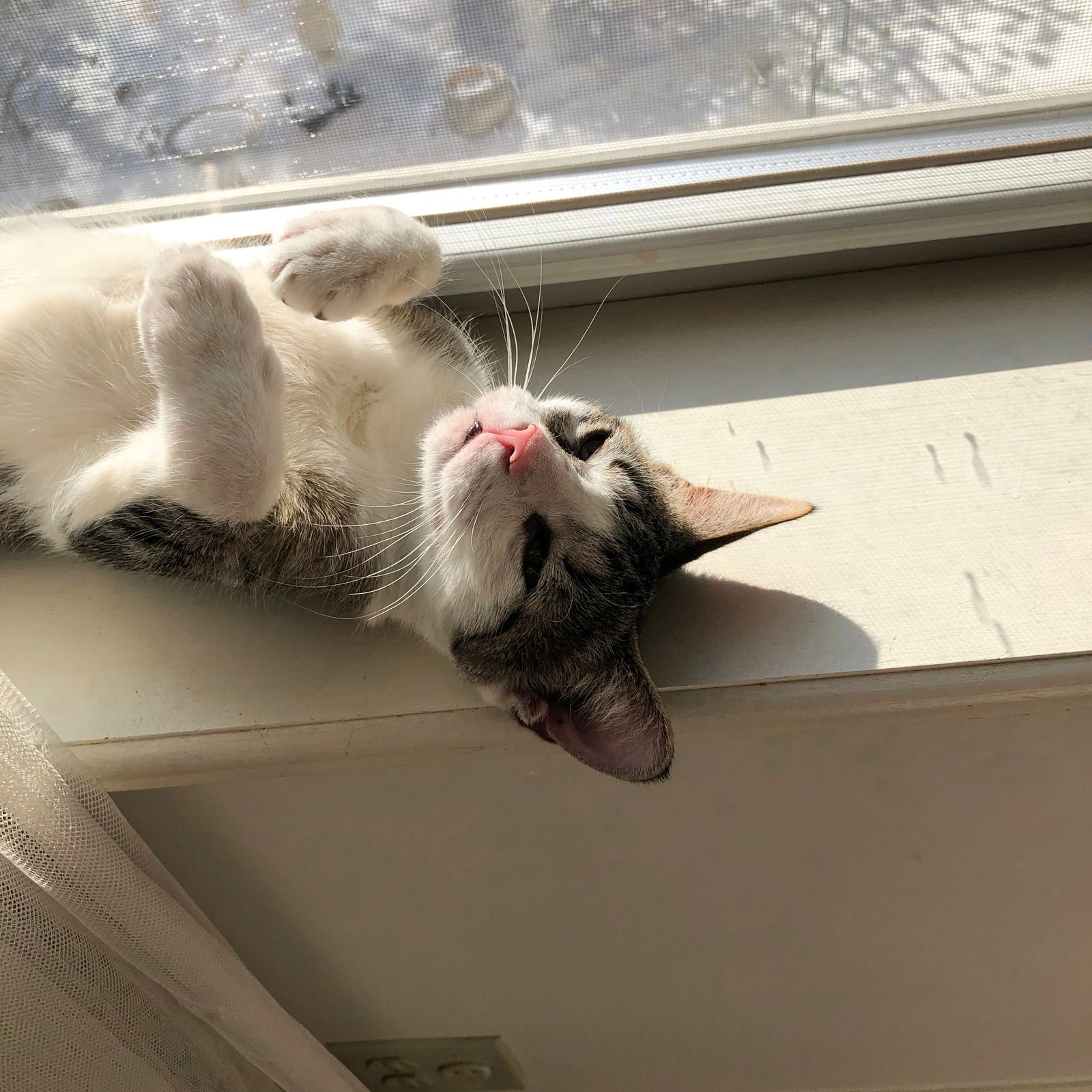 POLAR VORTEX - Domestic Short Hair available for adoption