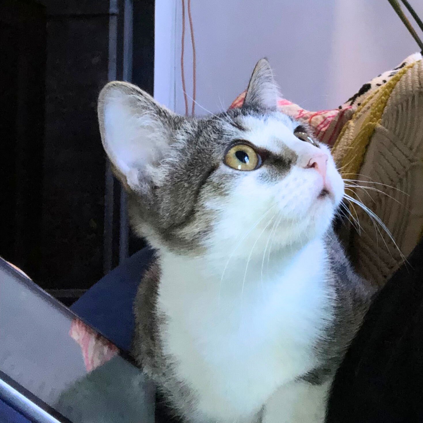 Polar Vortex - Photo 4