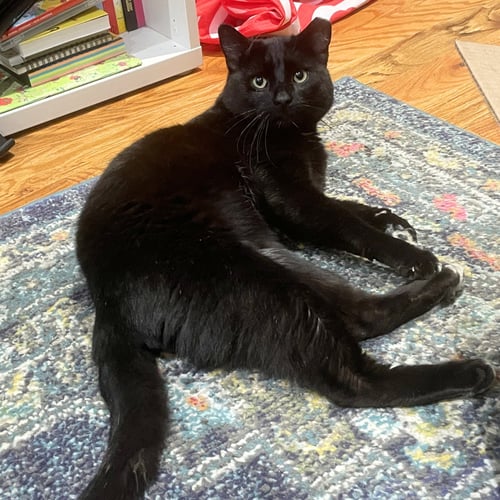 COOLAATA - Domestic Short Hair available for adoption
