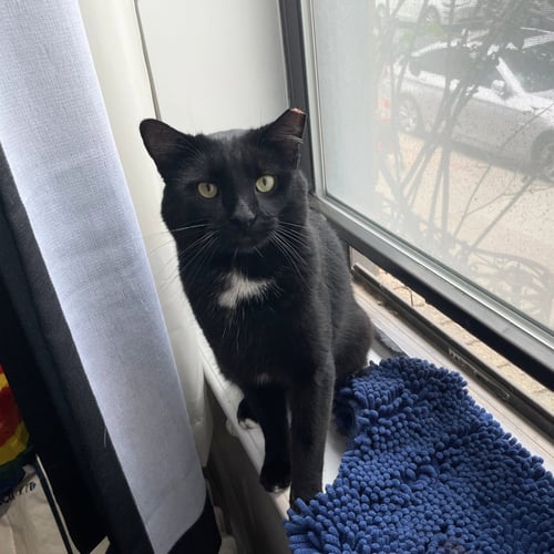 COOLAATA - Domestic Short Hair available for adoption