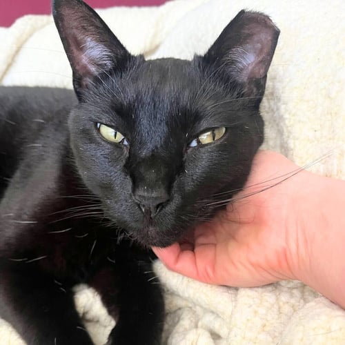 REGO - Domestic Short Hair available for adoption