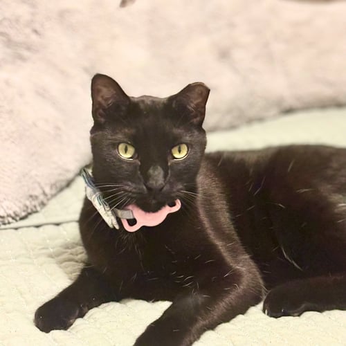REGO - Domestic Short Hair available for adoption