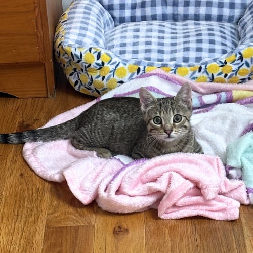 LUCY & LEE - Domestic Short Hair available for adoption