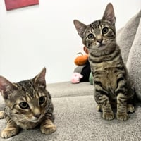 Lucy & Lee - Photo 1