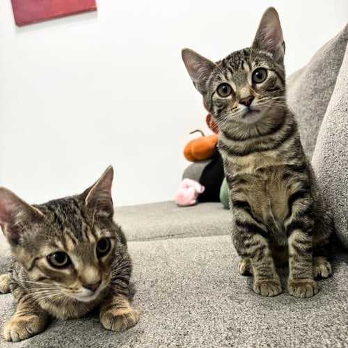 LUCY & LEE - Domestic Short Hair available for adoption