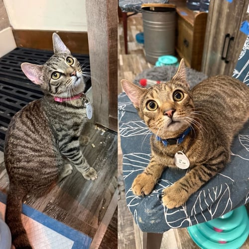 LUCY & LEE - Domestic Short Hair for adoption in Newark