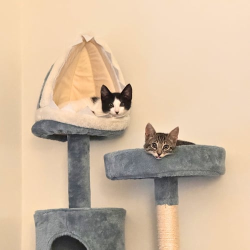 OIL & HI GLOSS - Domestic Short Hair available for adoption