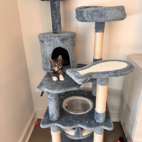 OIL & HI GLOSS - Domestic Short Hair available for adoption