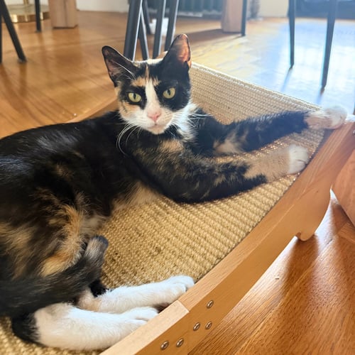 LADYBUG - Domestic Short Hair available for adoption