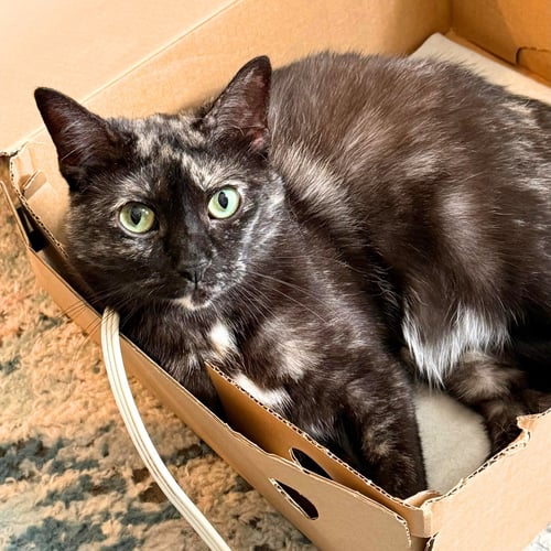 CORVETTE - Domestic Short Hair available for adoption