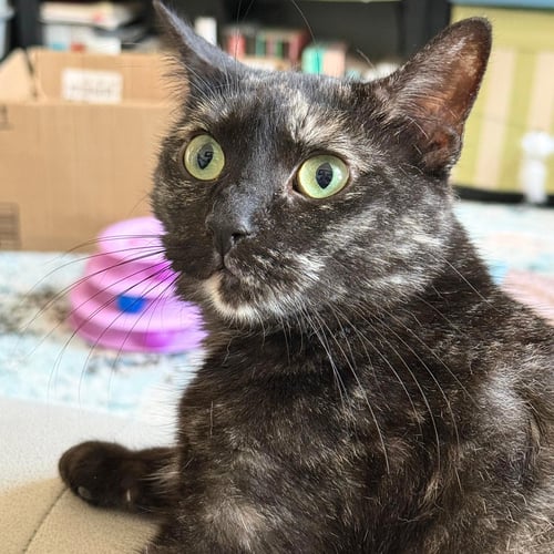CORVETTE - Domestic Short Hair available for adoption