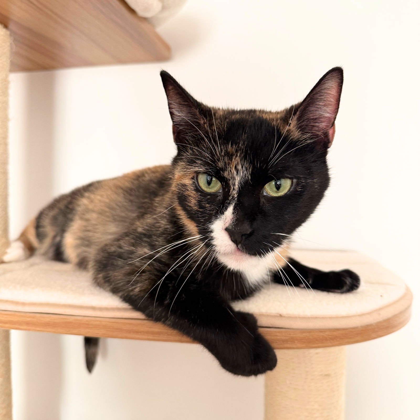 MARY LOUISE PARKER - Domestic Short Hair available for adoption