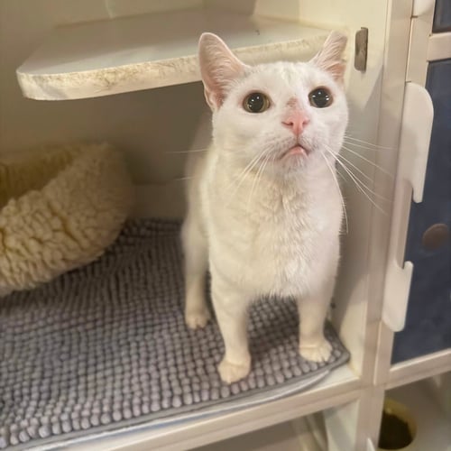 ELSA - Domestic Short Hair available for adoption