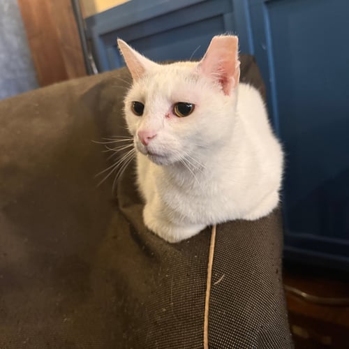 ELSA - Domestic Short Hair available for adoption