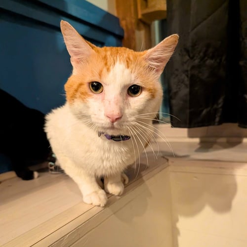 BENZ - Domestic Short Hair available for adoption