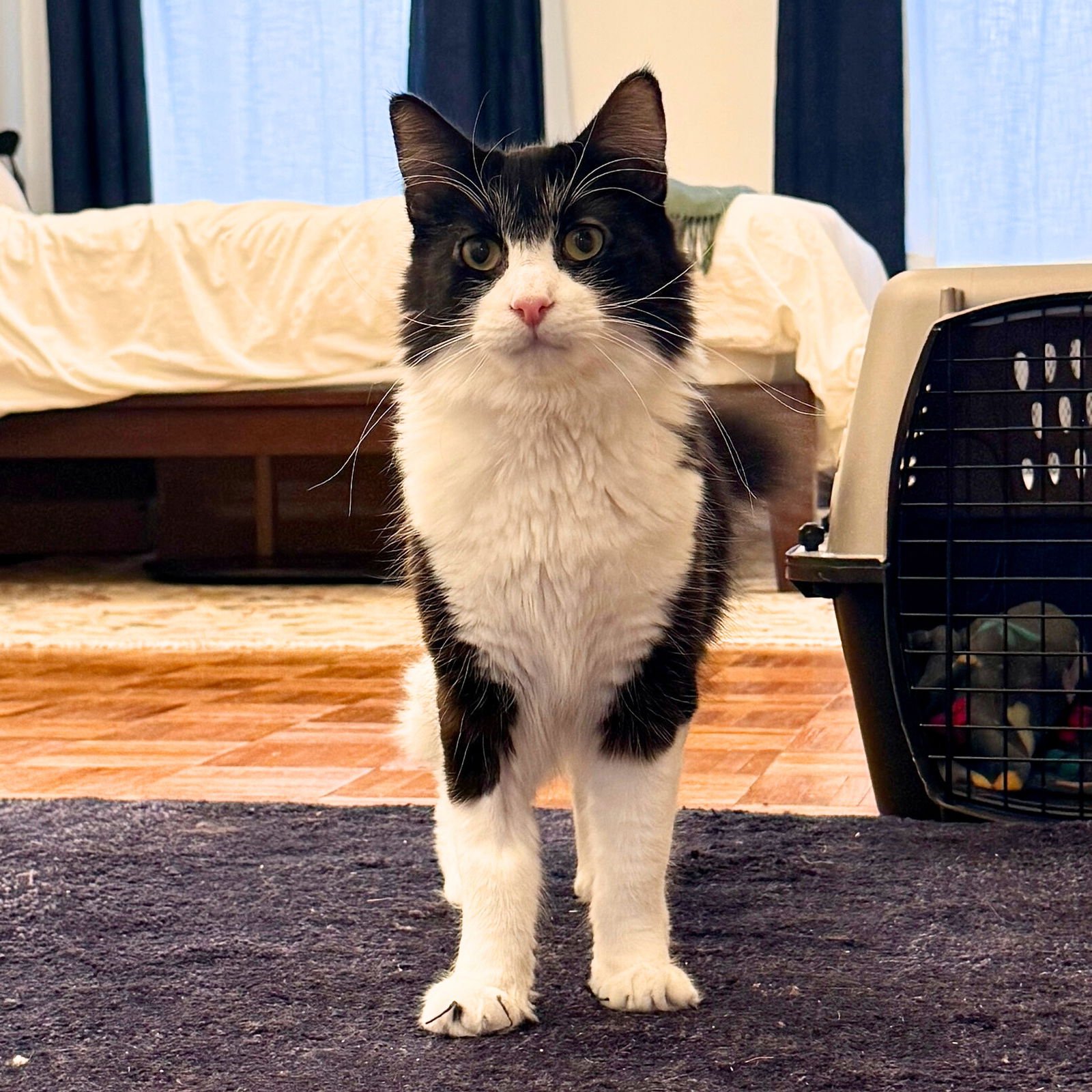 SAAR - Domestic Medium Hair available for adoption