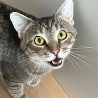 Meep - Photo 1