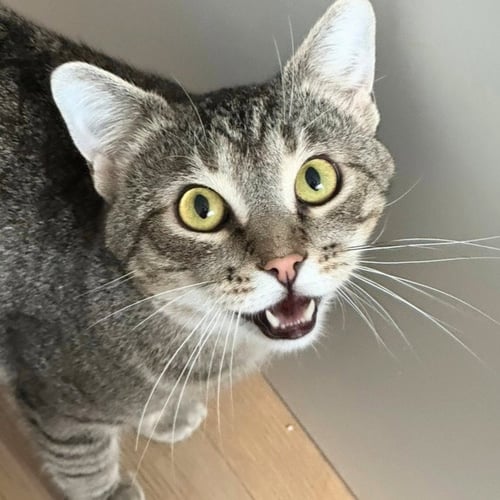 MEEP - Domestic Short Hair available for adoption