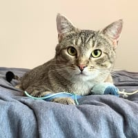 Meep - Photo 2