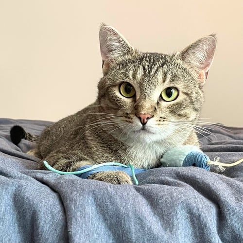 MEEP - Domestic Short Hair available for adoption
