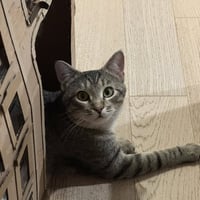 Meep - Photo 6