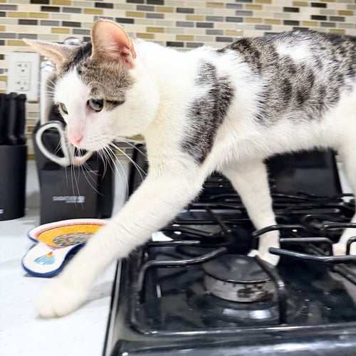 LAWRENCE - Domestic Short Hair available for adoption