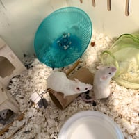 The Snack Mice - Photo 2