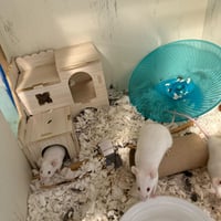 The Snack Mice - Photo 1