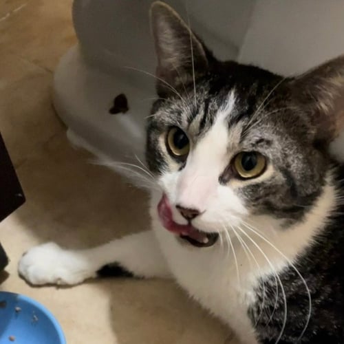 WHODINI - Domestic Short Hair available for adoption
