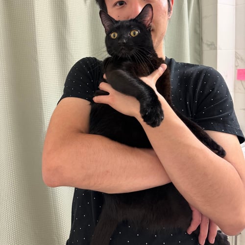 BRIT - Domestic Short Hair available for adoption