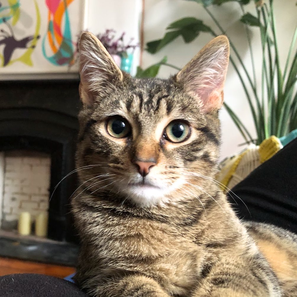 HARMONIA - Domestic Short Hair available for adoption