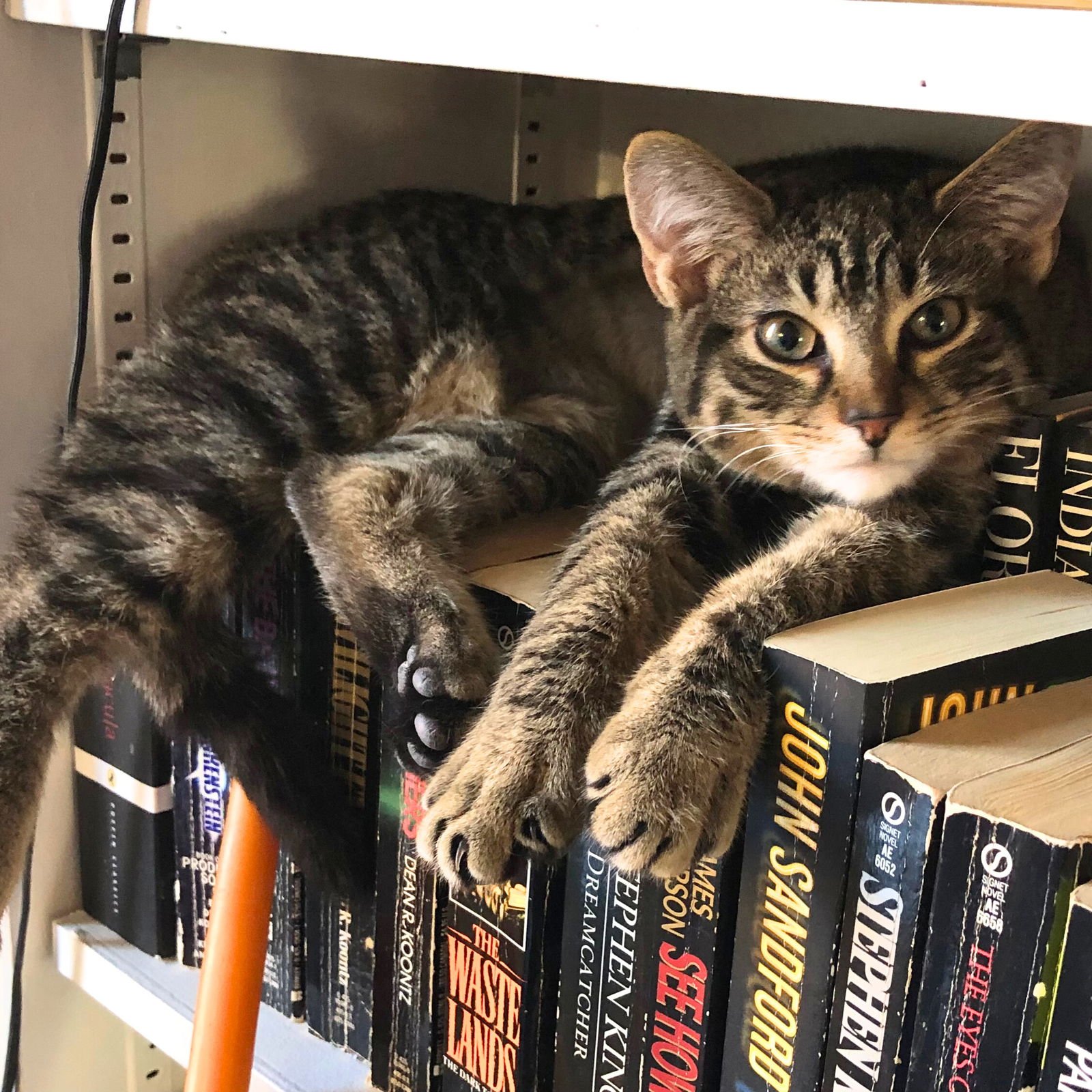 HARMONIA - Domestic Short Hair available for adoption