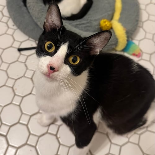 BLISSVILLE - Domestic Short Hair available for adoption