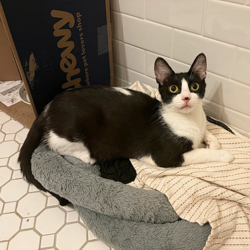 BLISSVILLE - Domestic Short Hair available for adoption