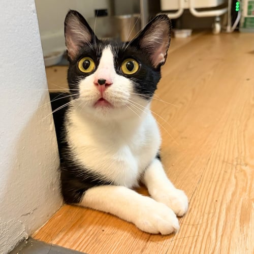 BLISSVILLE - Domestic Short Hair available for adoption