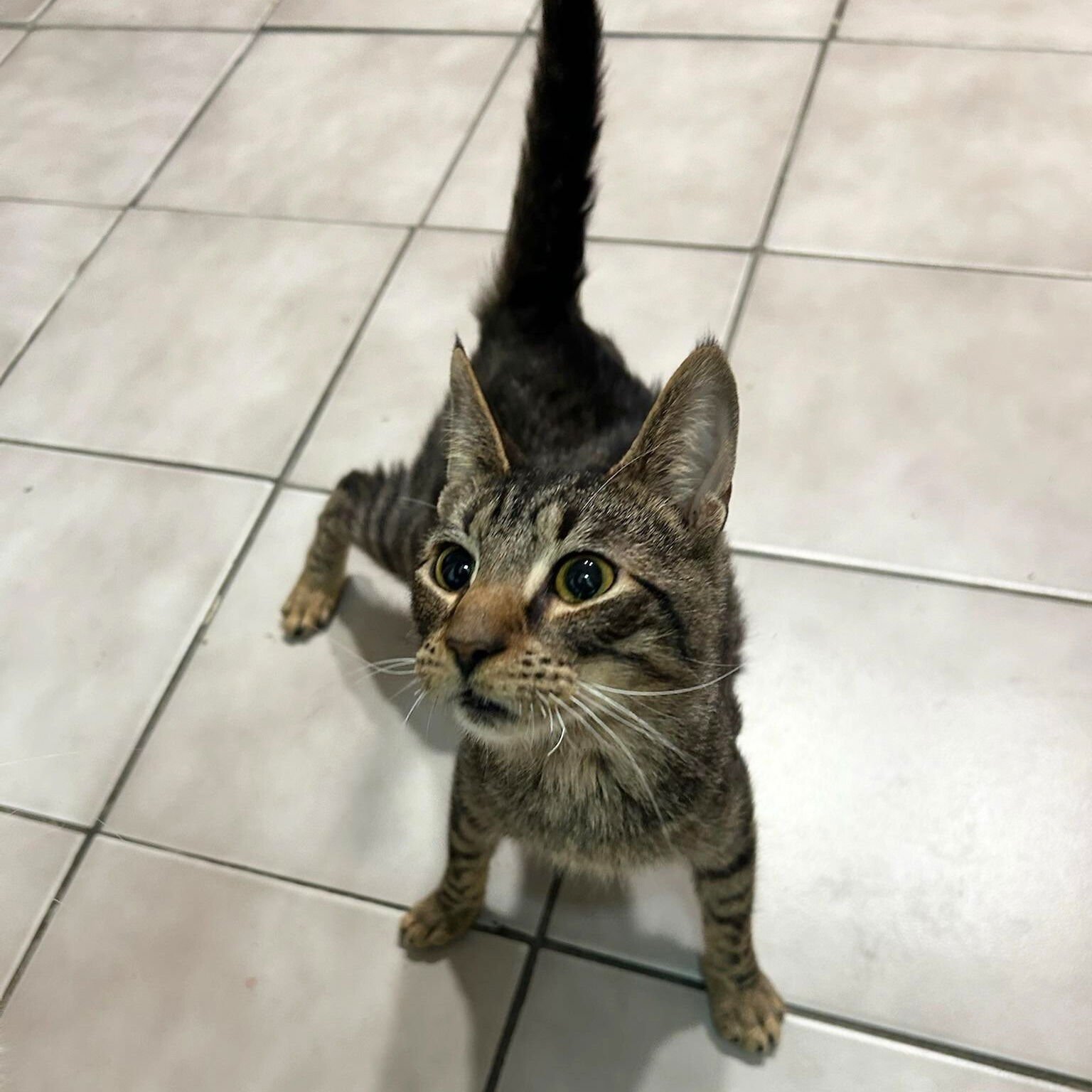 JANGLES - Domestic Short Hair available for adoption