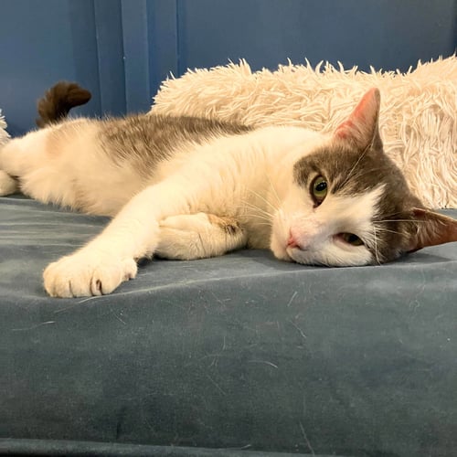 CHUGACH - Domestic Short Hair available for adoption