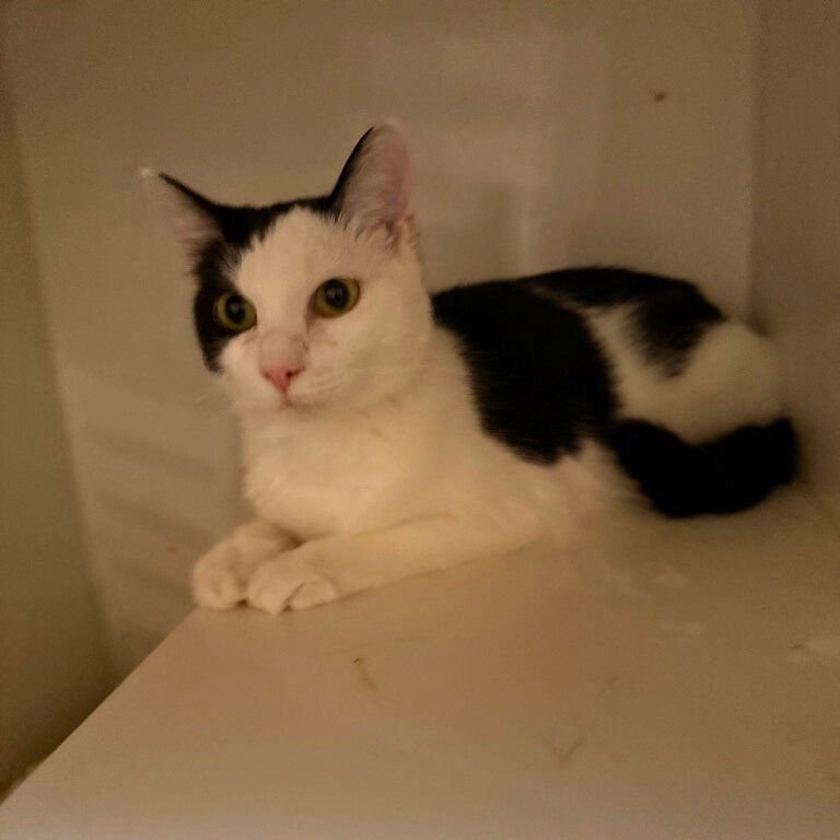 ICE BAT - Domestic Short Hair available for adoption