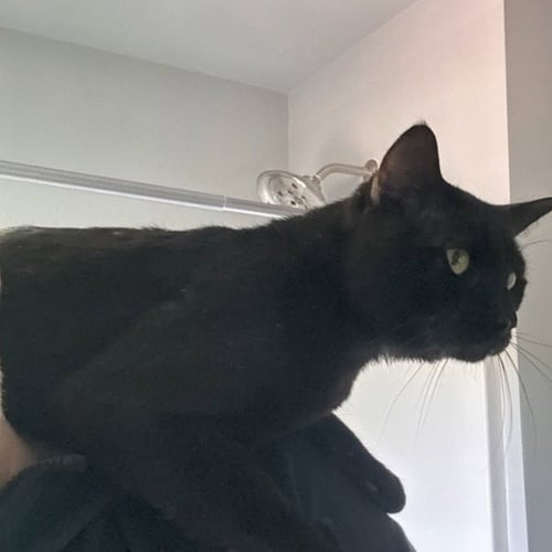 FITZ - Domestic Short Hair available for adoption