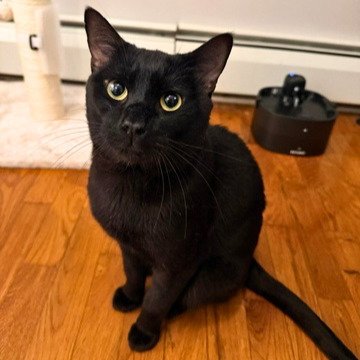FITZ - Domestic Short Hair available for adoption