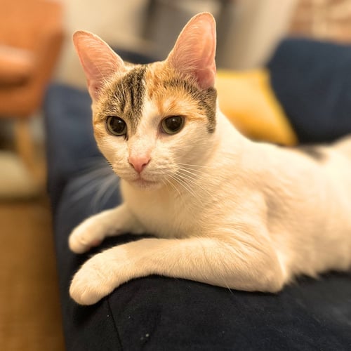 SUNNY HALE - Domestic Short Hair available for adoption