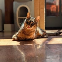 Spock - Photo 1