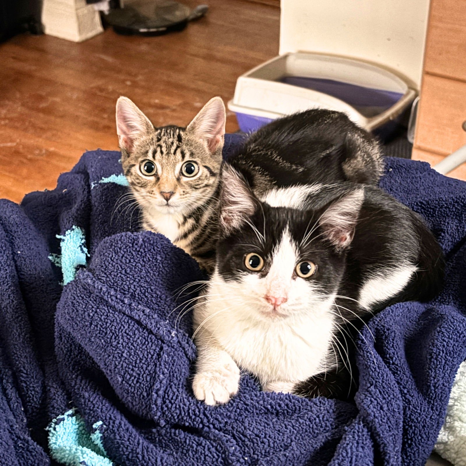 SOLO & SCORPIUS - Domestic Short Hair available for adoption