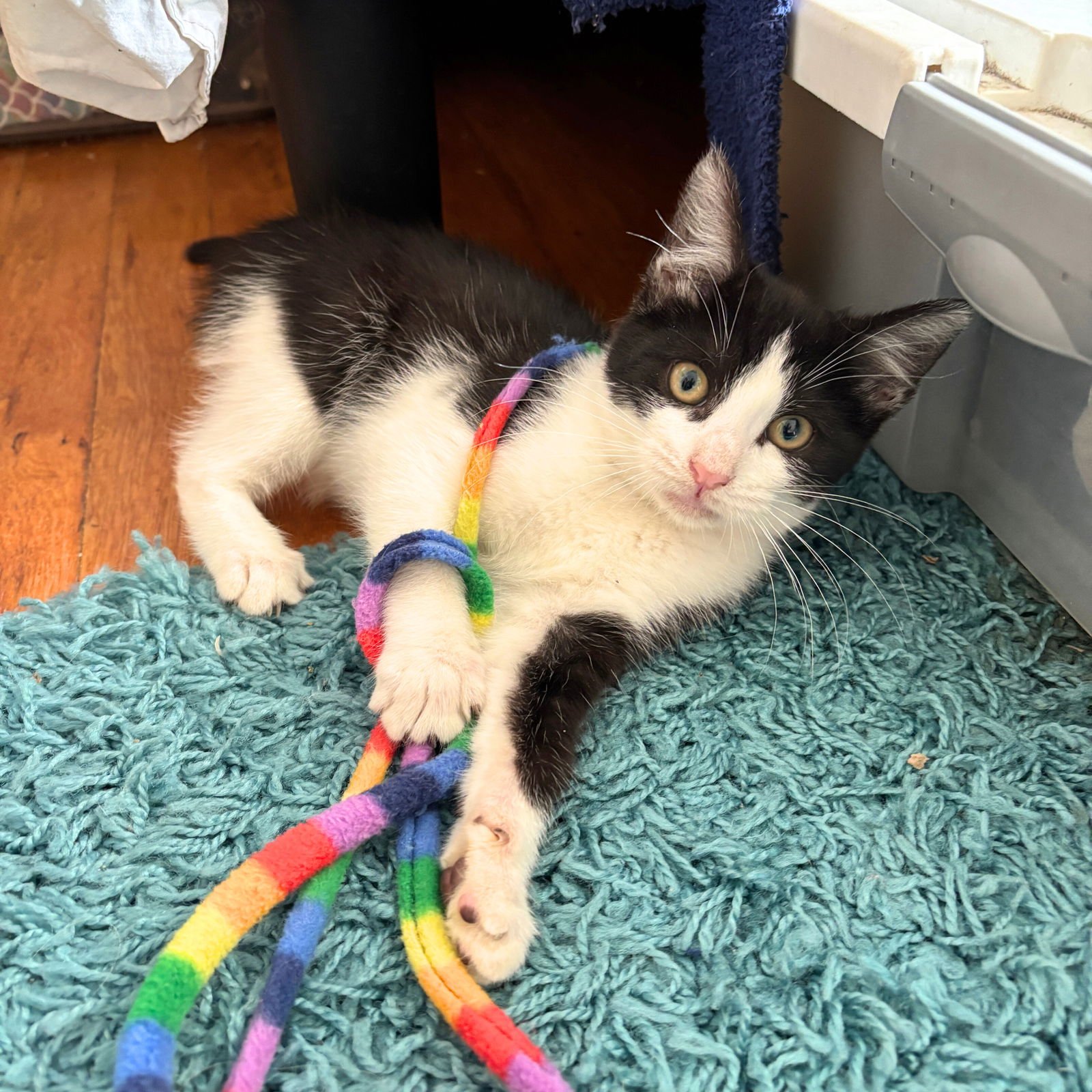 SOLO & SCORPIUS - Domestic Short Hair available for adoption