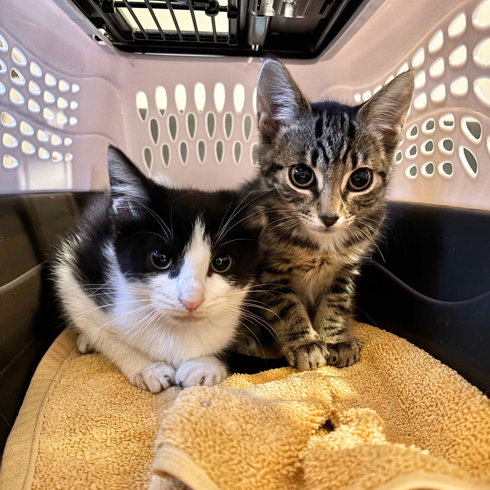 Solo & Scorpius - Photo 4